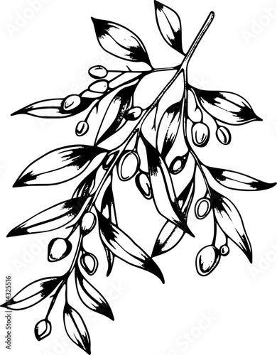 Mistletoe branch, sketch illustration. 