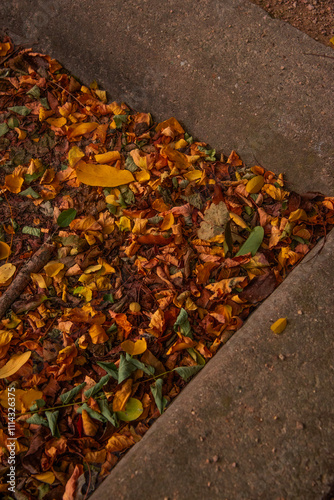 Paysages et Natures Mortes en automne 