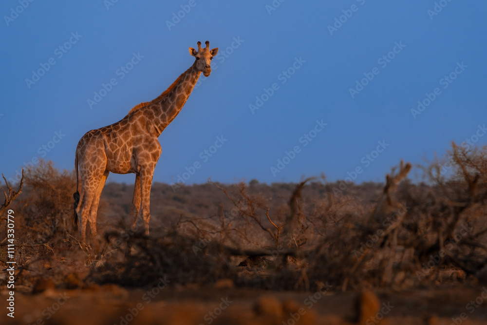 Obraz premium A giraffe standing in the dry landscape with a blue sky as background, Botswana. 