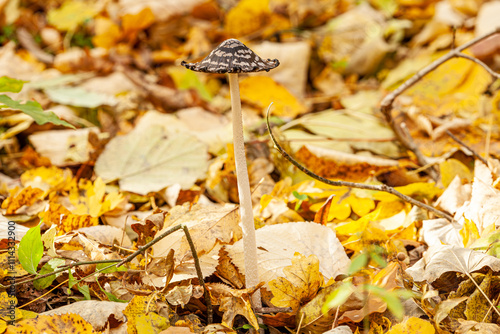 Autumnal scenery with lovely pair of magpie inky cap mushrooms and shining sun in the forest. photo