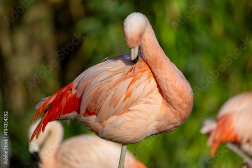 Bild auf Leinwand Nahaufnahme von einem Flamingo (Phoenicopteridae)