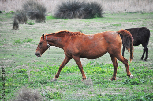 The beautiful Animal Brown Horse on the natural environment (black donkey on background)
