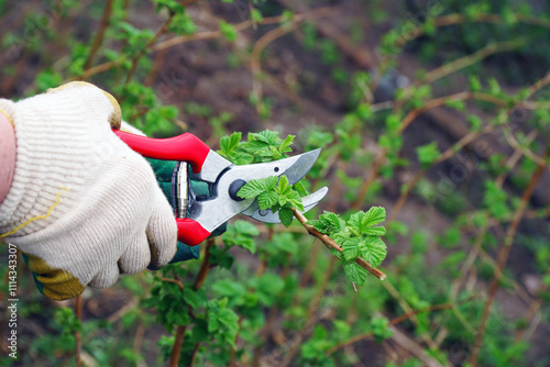 Women's gloved hands are pruning raspberries with a pruner in the garden