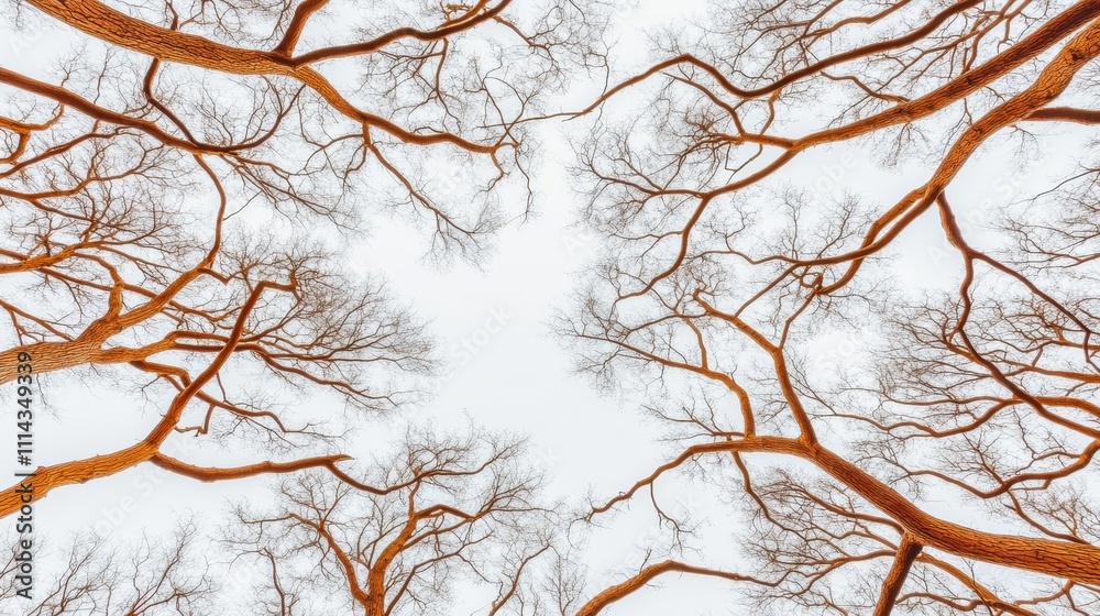 Majestic trees reaching for the sky, a captivating view of nature's canopy from below, showcasing sunlight, greenery, and tranquil forest beauty Majestic trees reaching for the sky, a captivating view of nature's canopy from below, showcasing sunlight, greenery, and tranquil forest beauty