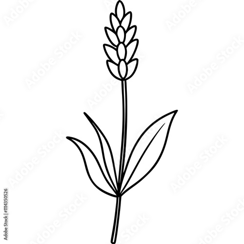 Lonely Lavender Bloom Vector Art photo