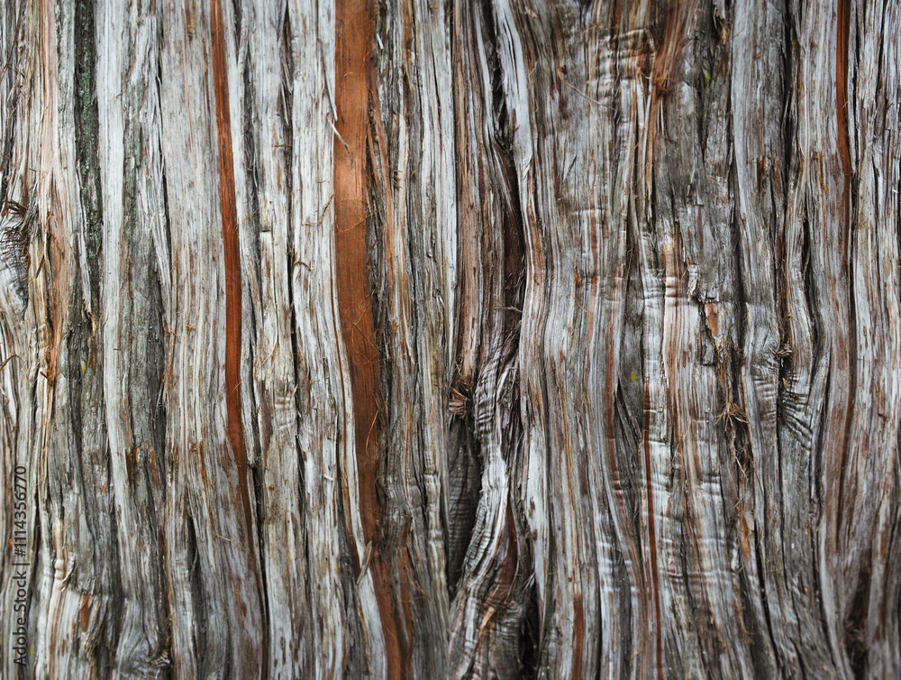 Obraz premium tree bark as a background close-up macro