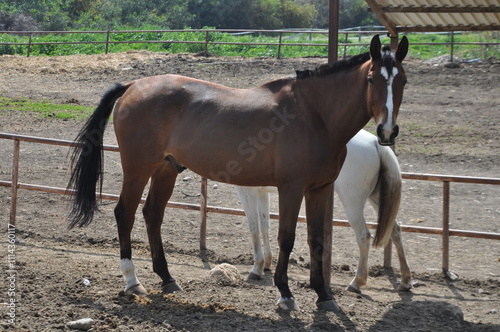 The beautiful Animal White and Browin Horses on the farm
