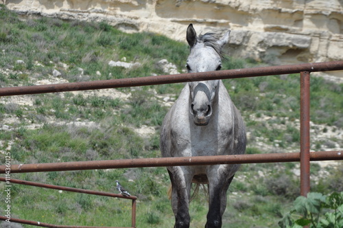 Gray horse standing in fenced paddock