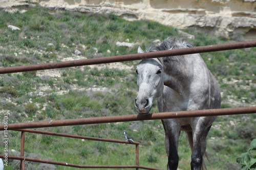 Gray horse standing in fenced paddock