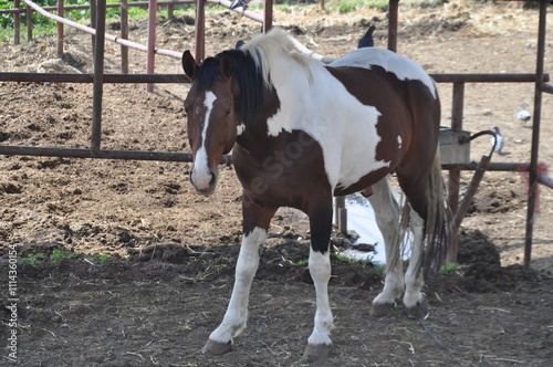 Brown and white horse standing in paddock