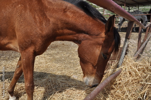Close-up of a brown horse eating hay