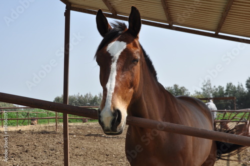 The beautiful Animal Brown Horse on the farm
