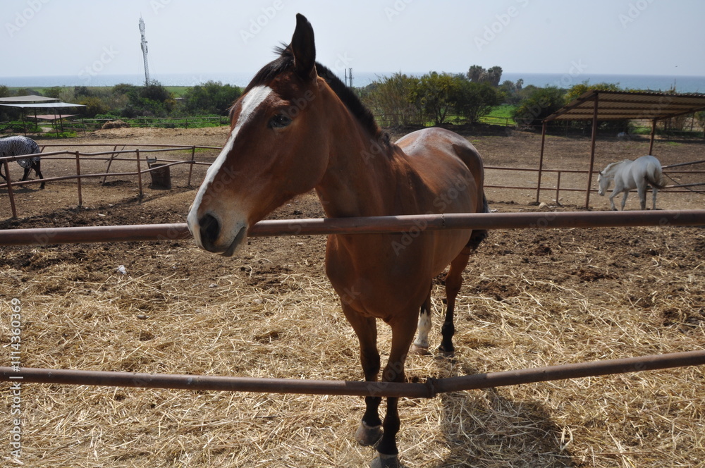 The beautiful Animal Brown Horse on the farm
The beautiful Animal Brown Horse on the farm