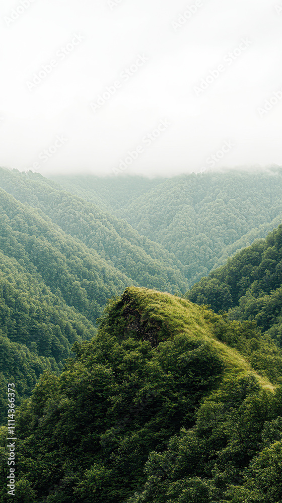 Fototapeta premium A mountain range covered in lush green trees