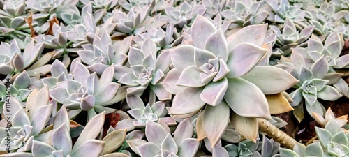 group of Graptopetalum paraguayense succulent plants