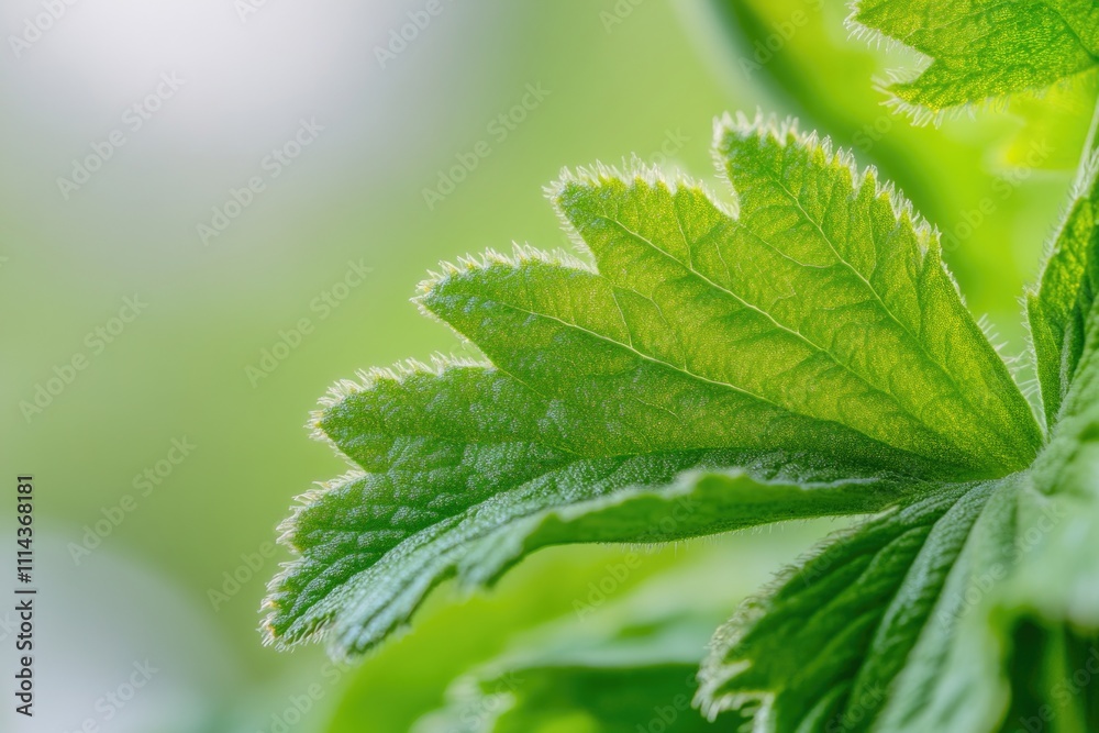 A detailed view of a single leaf with blurred surroundings A detailed view of a single leaf with blurred surroundings