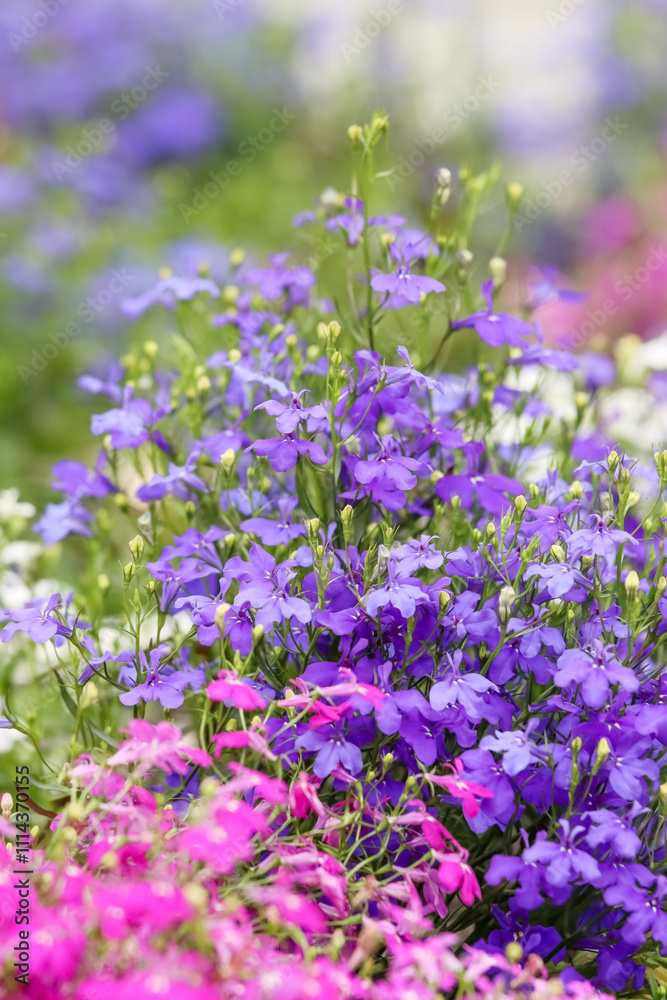 Fototapeta premium Blue, red and white Lobelia flowers. Lobelia erinus is a beautiful low growing herbaceous flowering plant from the Campanulaceae family. Beautiful summer flower planting in Lohja, Finland.