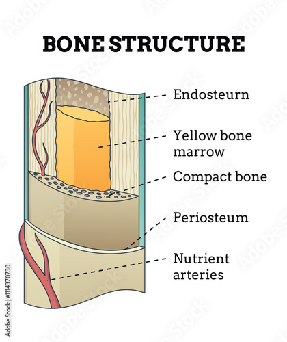 Bone structure. Biology educational poster design. Scheme of human bone anatomy. Flat vector illustration with detailed information isolated on white background