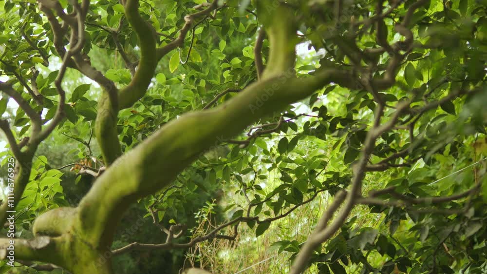 Lush and vibrant green tree branches and abundant foliage flourishing beautifully in nature Lush and vibrant green tree branches and abundant foliage flourishing beautifully in nature