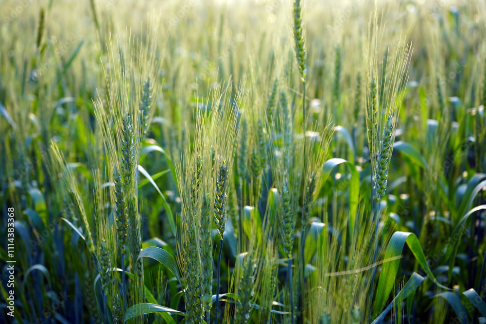 Obraz premium Wheat field, Ears of green wheat close up.
