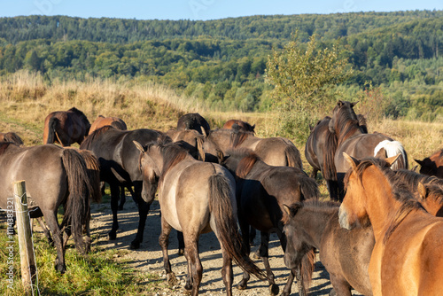 Herd of hucul horses on their way to the pasture in the wild Beskid Niski mountains area. Regietów Wyżny, Poland, Europe. photo