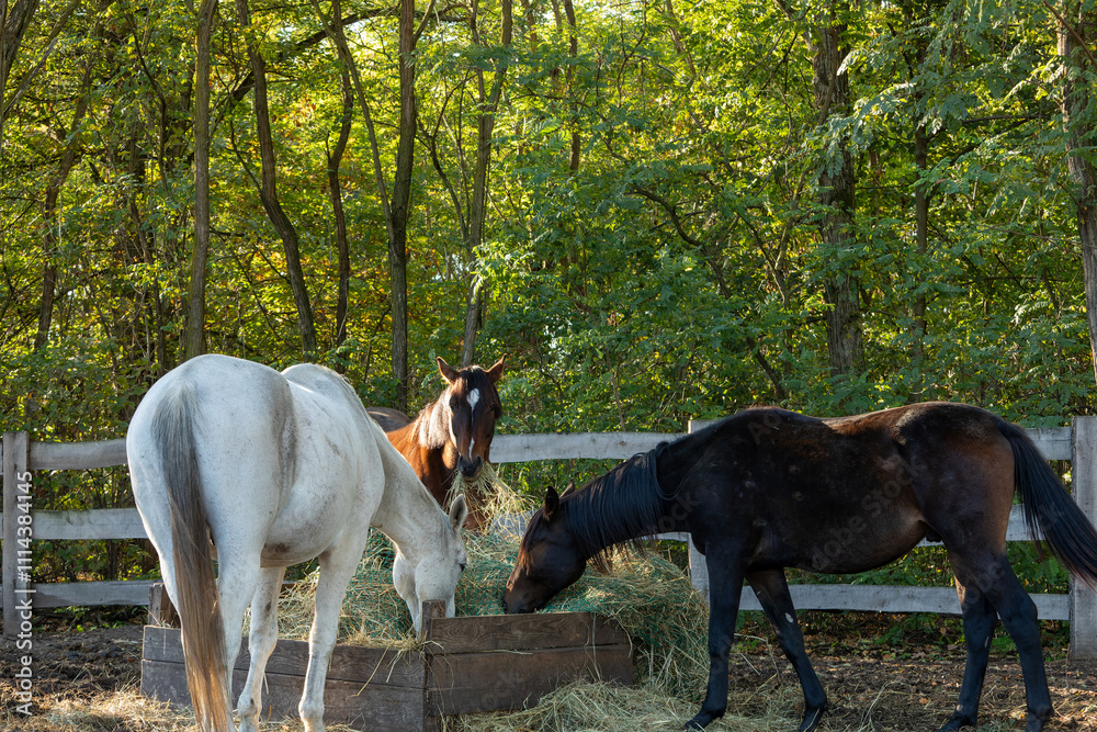 Horses eating hay from a slow feeder net in a paddock at free-range stable. Wooden fence and trees in the back. Horses eating hay from a slow feeder net in a paddock at free-range stable. Wooden fence and trees in the back.