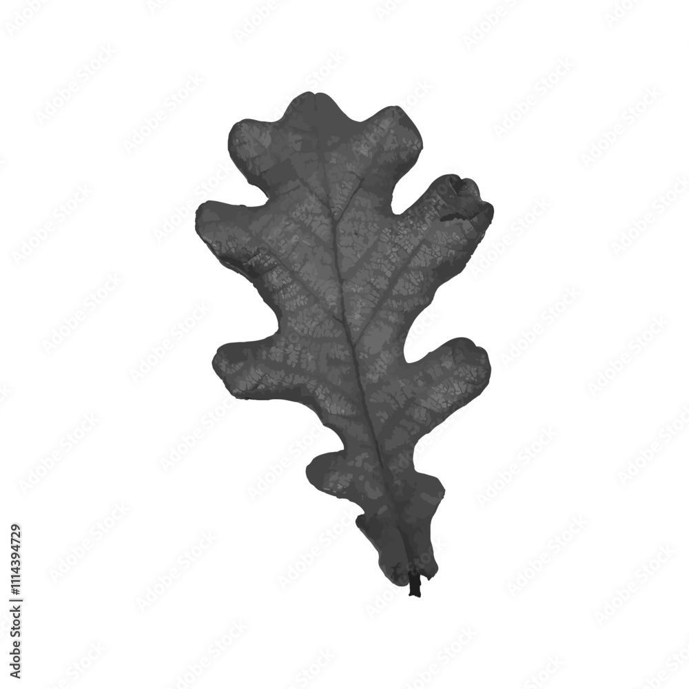 Obraz premium Vector oak leaf tracing, oak Leaf print. Inkprinted leaves of the trees on paper. Grunge texture. For posters. Traced vector image. Black ink prints of leaves of trees on a white background. 