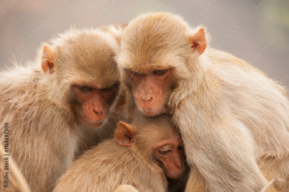 Monkey family with babies, hugging each other, Red faced macaque, emotional photo.