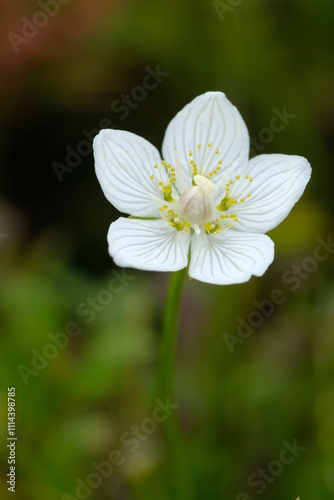 Anemone photographed close-up on a blurred background.