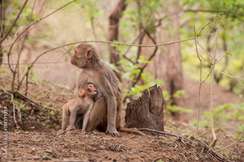 Monkey in the forest
