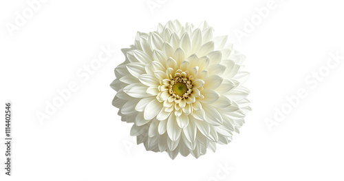 white chrysanthemum isolated on white