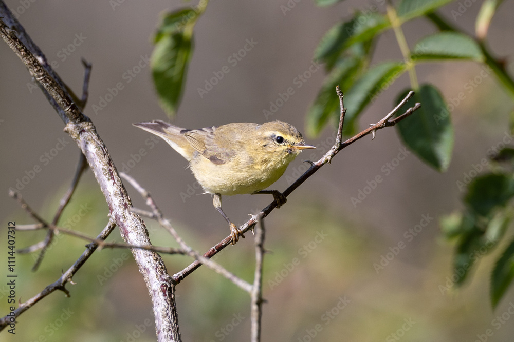 Obraz premium Willow warbler on a branch