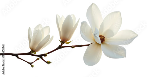 white magnolia flower