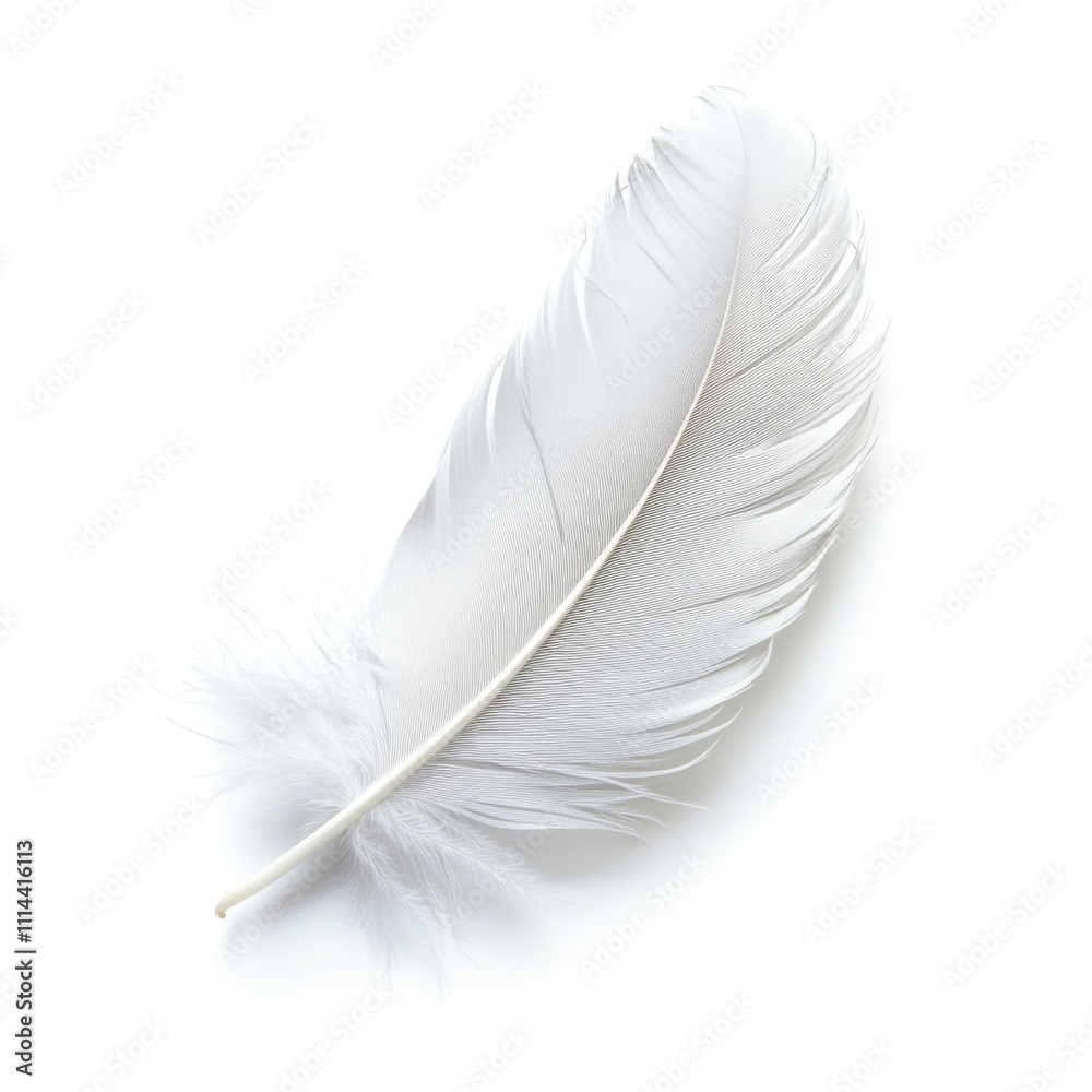 White Feather Isolated on a White or Transparent Background, Simple Style White Feather Isolated on a White or Transparent Background, Simple Style
