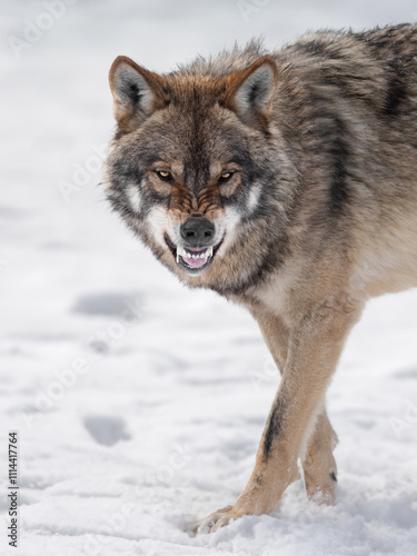Gray Wolf growling on white snow