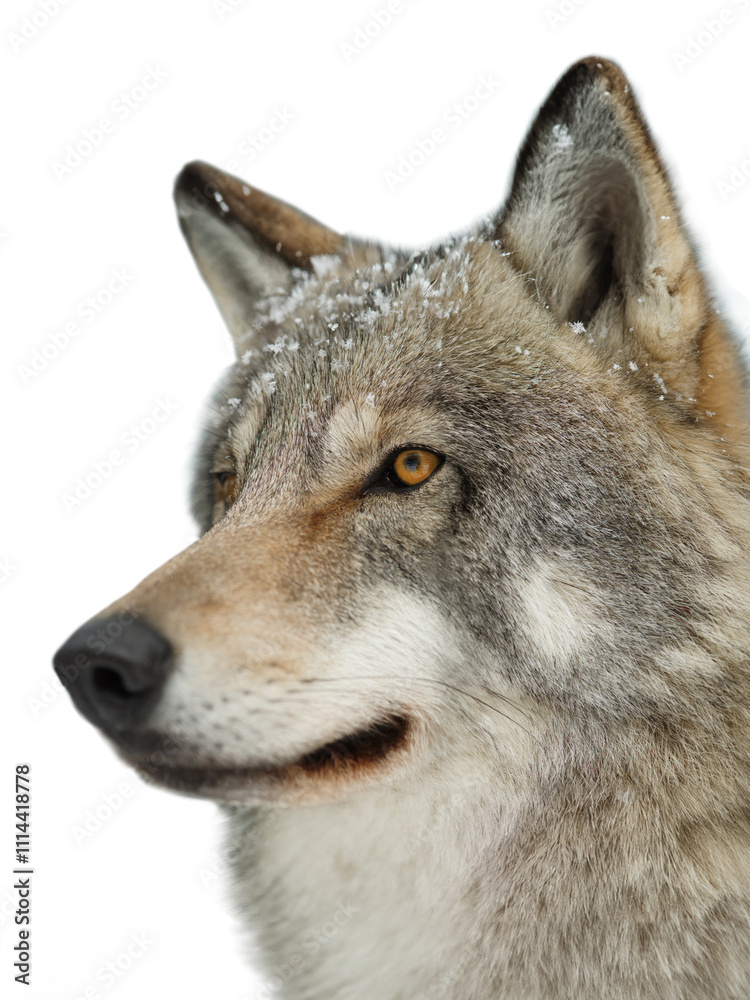 Fototapeta premium Gray wolf portrait isolated on white background