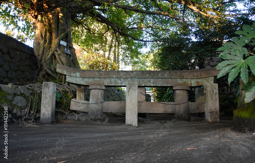 鹿児島県・桜島の黒神神社埋没鳥居とアコウの木 photo