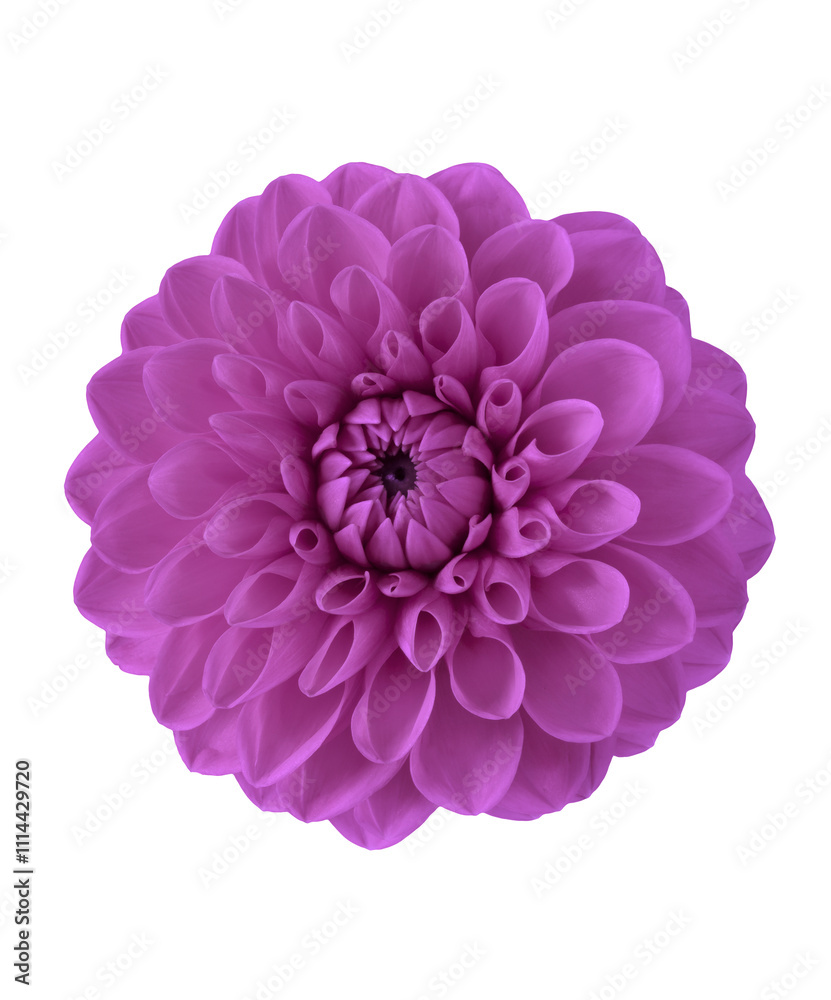 Purple dahlia flower isolated on white background.
