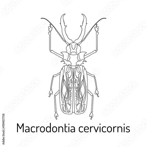Detailed line art illustration of Macrodontia cervicornis, one of the largest beetles in the world. Perfect for educational materials, entomology projects, and insect lovers.