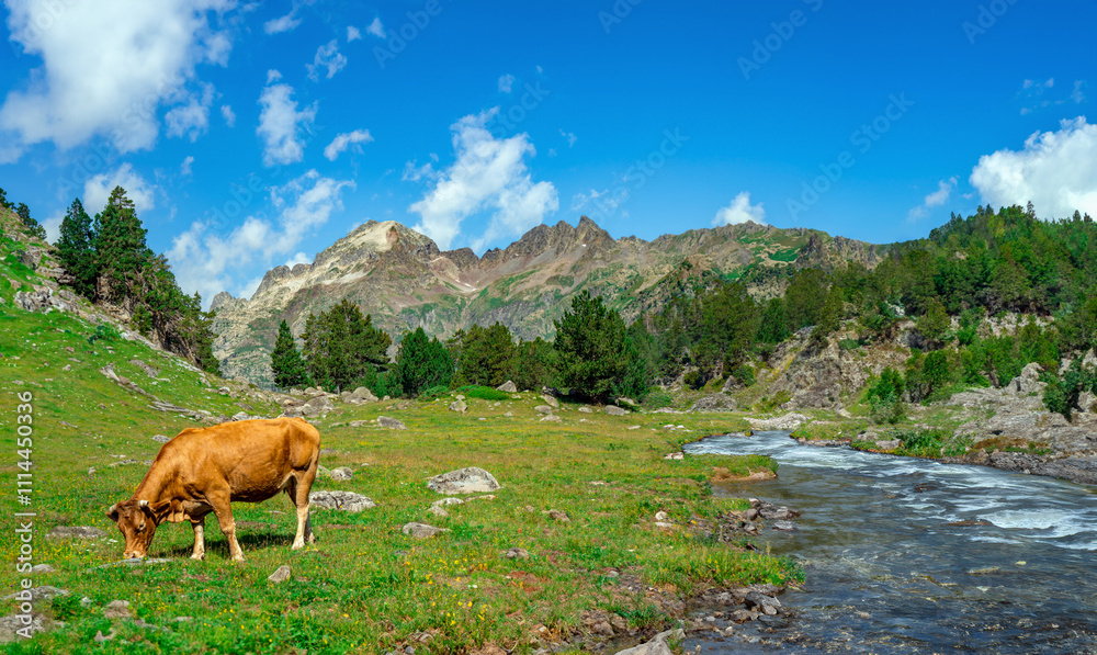 Naklejka premium Brown cow grazing in a wonderful large open green mountain meadow with a river next to it and Pyrenean mountains in the background under a clear blue sky.