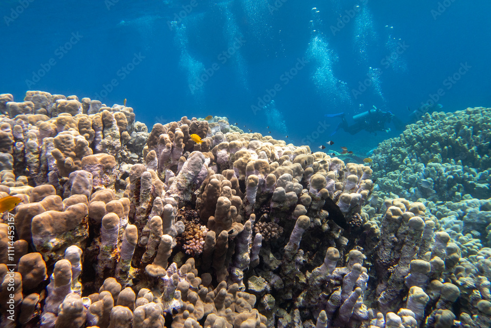 Colorful, picturesque coral reef at the bottom of tropical sea, great porites coral, underwater landscape.