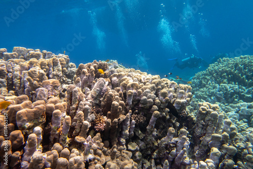 Obraz na płótnie Colorful, picturesque coral reef at the bottom of tropical sea, great porites coral, underwater landscape. w salonie