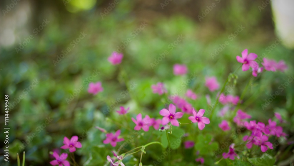 Obraz premium pink flowers