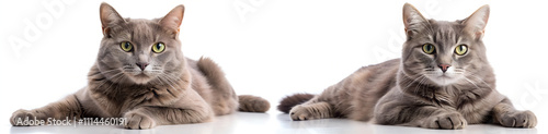 Set Dark gray cats lying on a white background.