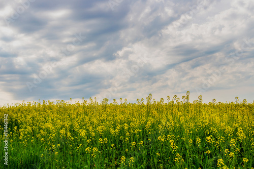 Rapeseed, Brassica napus plants under cloudy May sky in Southern Bulgaria, Haskovo region  photo