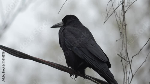 Close-up of a black raven sitting on a branch and taking off on a cloudy cold day