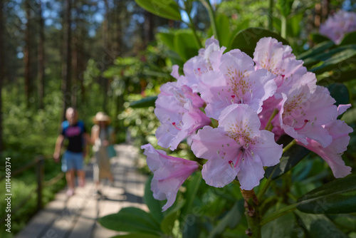 Rhododendron blooms in a European park: June, Haaga Rhododendron Park, a suburb of the Finnish capital Helsinki. photo