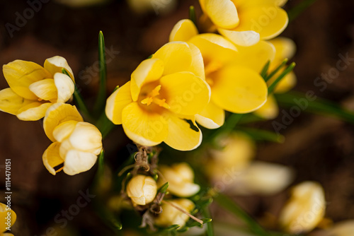 crocus flowers in the garden photo