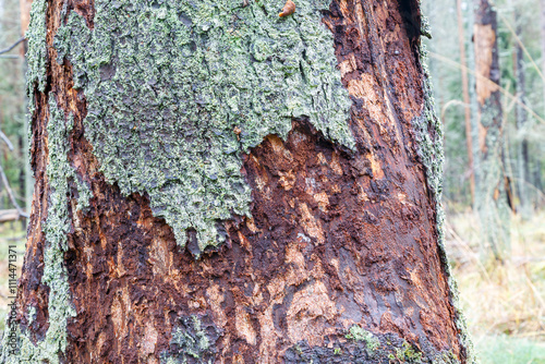 Close-up of a tree trunk damaged by a bark beetle. Environmental protection. photo