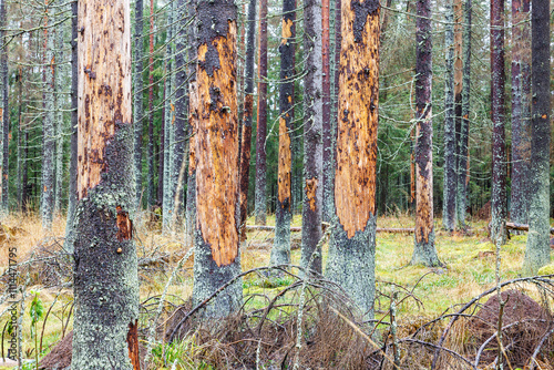 Trees damaged by bark beetle. A dying fir forest. photo